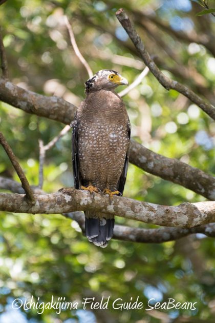 7.19石垣島　バードウオッチング11