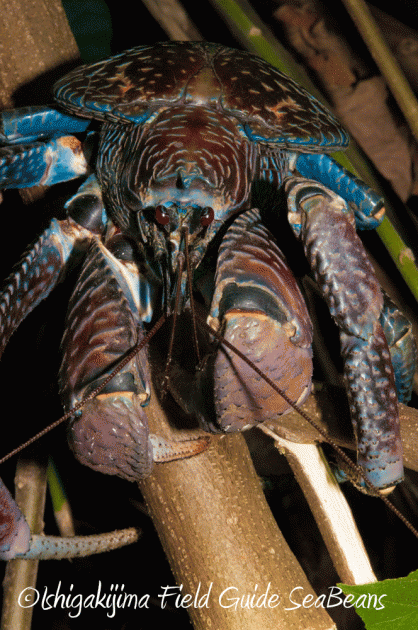 7月25日 石垣島 ナイトツアー 生き物探し12