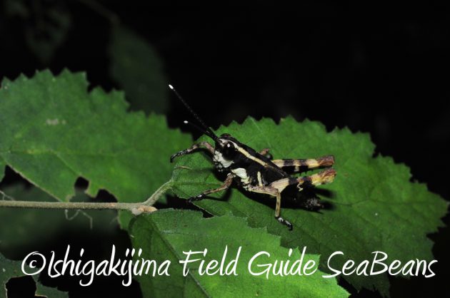 7.22-石垣島-ナイトツアー18