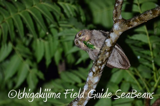 7.21石垣島 ナイトツアー 夜の野鳥撮影4