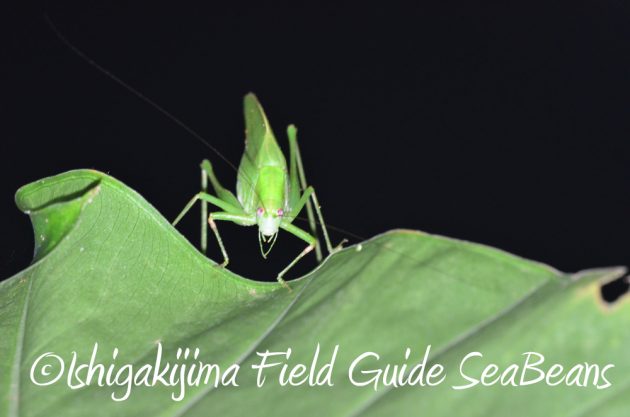 7.22-石垣島-ナイトツアー12