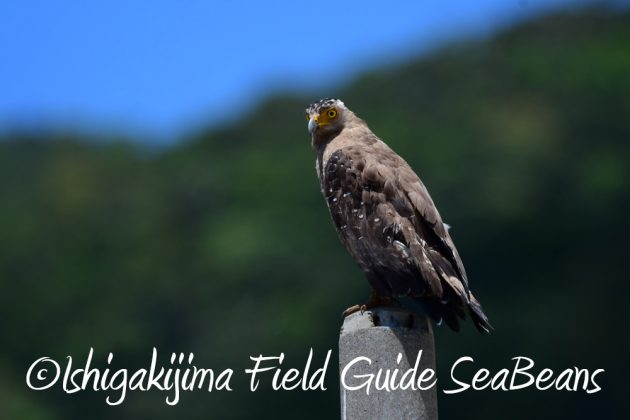 7.22-石垣島 野鳥 バードウオッチング 撮影ガイド11