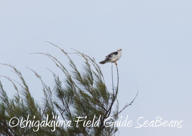 7.17-石垣島　バードウオッチング　野鳥撮影　ガイド12