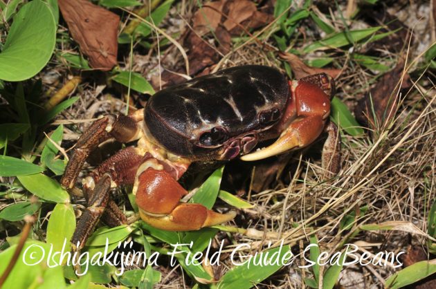 7.20石垣島 ナイトツアー5