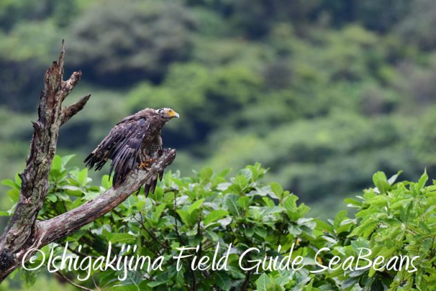 7月29日　石垣島バードウオッチング＆野鳥撮影8