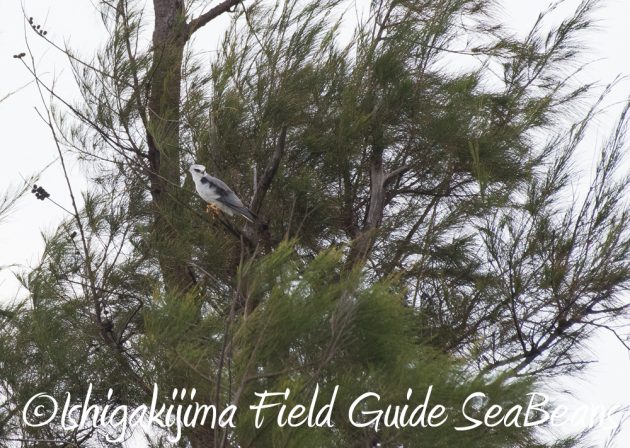 7.18　バードウオッチング　野鳥撮影　ガイド　10