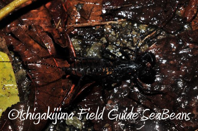 7.18-石垣島　ナイトツアー7