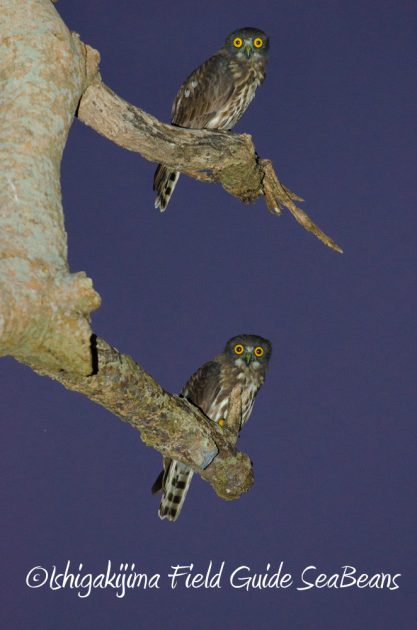 715野鳥観察　ナイトツアー6