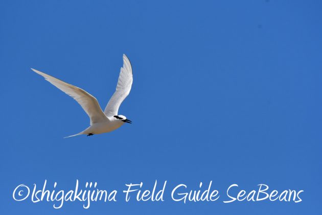 7.20　石垣島　野鳥撮影　バードウオッチング14