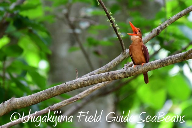 7.22-石垣島 野鳥 バードウオッチング 撮影ガイド15