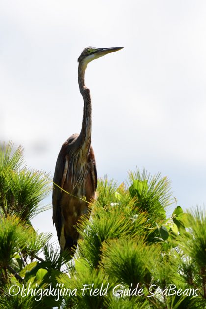 7.21石垣島 バードウオッチング 撮影ガイド11