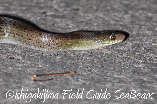 7月25日 石垣島 ナイトツアー 生き物探し7