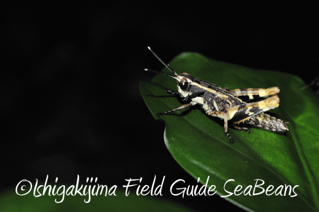 7月25日 石垣島 ナイトツアー 生き物探し8