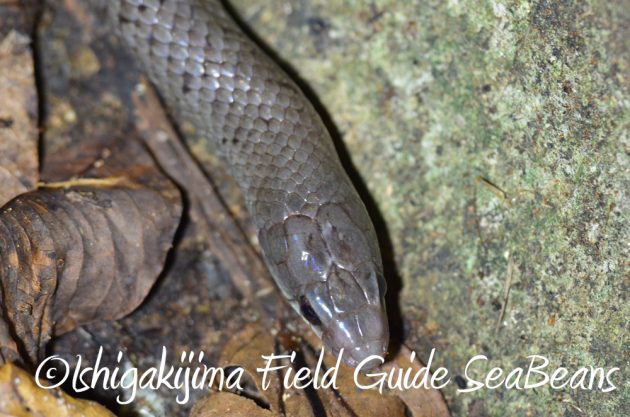 7.20石垣島 ナイトツアー7