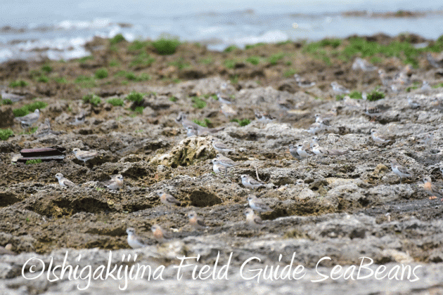 7.25 石垣島バードウオッチング4