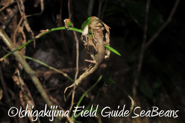 7.18-石垣島　ナイトツアー13