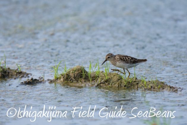 7月28日-石垣島　バードウオッチング　野鳥3