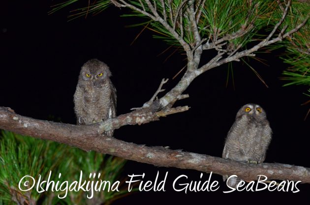 7.21石垣島 ナイトツアー 夜の野鳥撮影6
