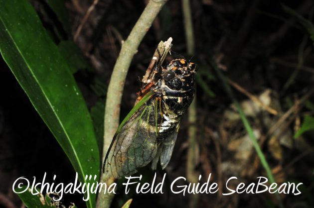 7.18-石垣島　ナイトツアー2