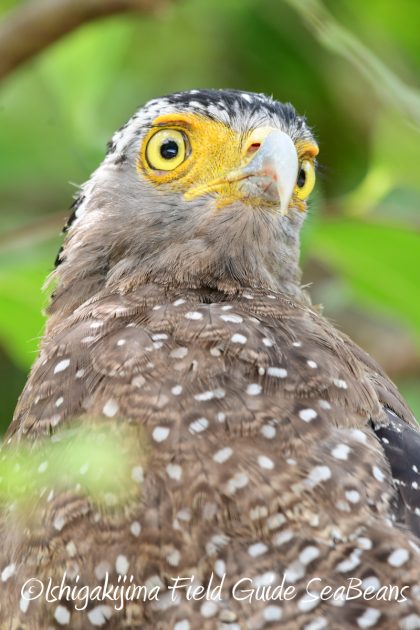 7月30日 石垣島 バードウオッチング&野鳥撮影16