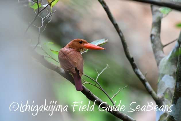 7.21石垣島 バードウオッチング 撮影ガイド5