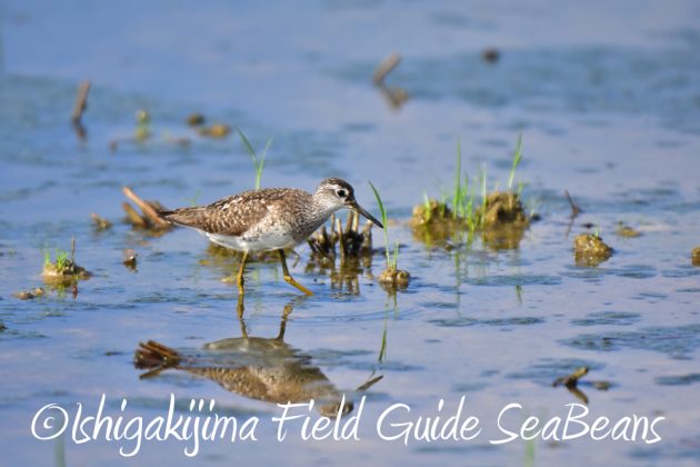 7月28日-石垣島　バードウオッチング　野鳥4