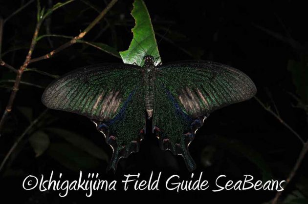 7月27日　石垣島ナイトツアー4