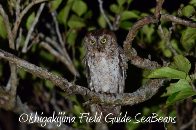 7.18-石垣島　ナイトツアー16