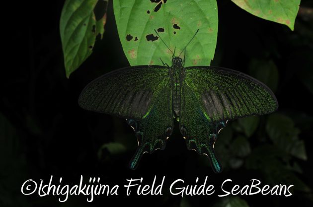 7.19石垣島 ナイトツアー 16