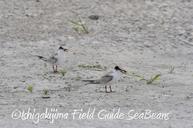 715石垣島コアジサシ調査3