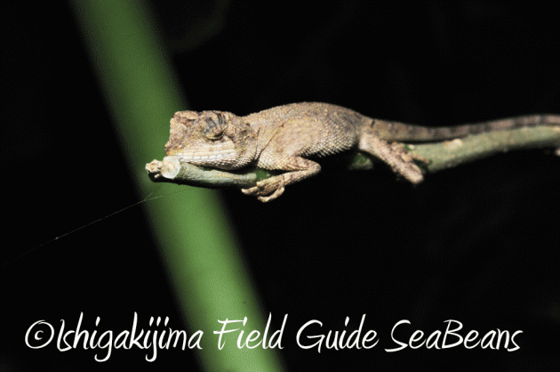 7月25日 石垣島 ナイトツアー 生き物探し9