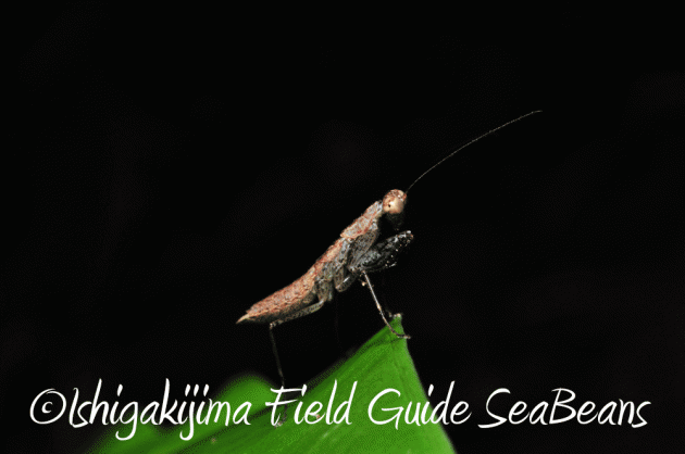 7月25日 石垣島 ナイトツアー 生き物探し13