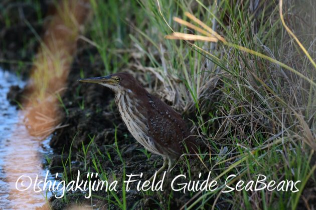 7.22-石垣島 野鳥 バードウオッチング 撮影ガイド2