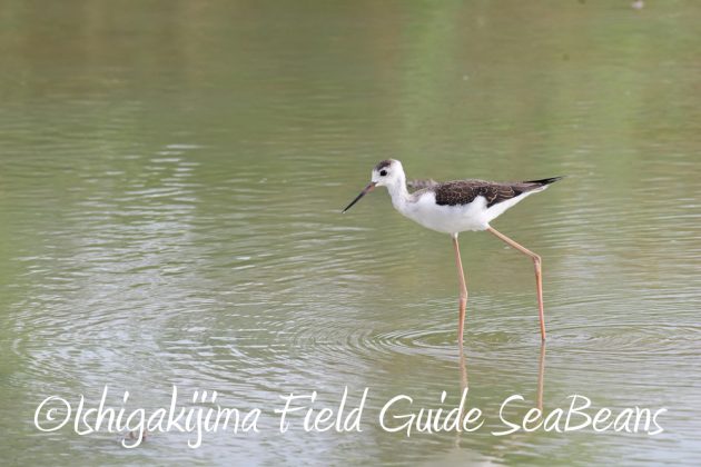7.18　バードウオッチング　野鳥撮影　ガイド　1