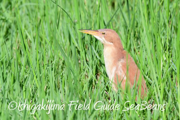 7.19石垣島　バードウオッチング9