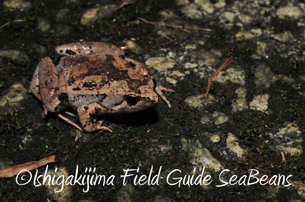 7月27日　石垣島ナイトツアー7