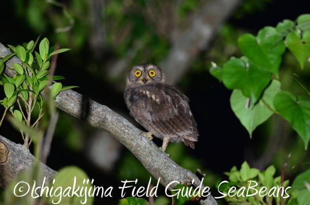 7.19石垣島 ナイトツアー 4