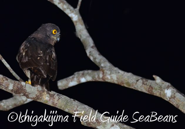 7月30日 石垣島ナイトツアー2