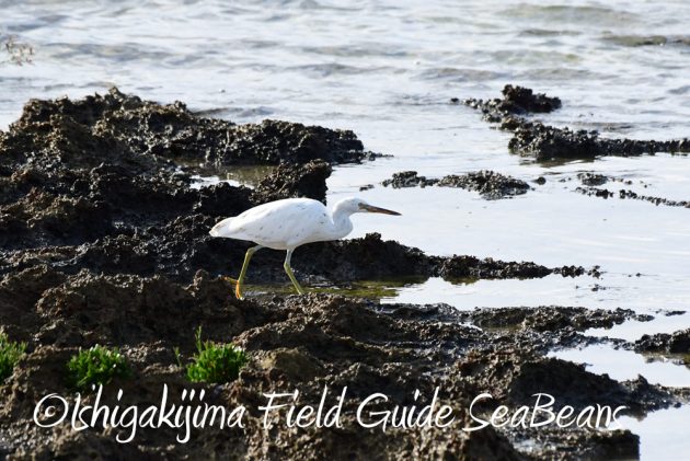 7.19石垣島　バードウオッチング2