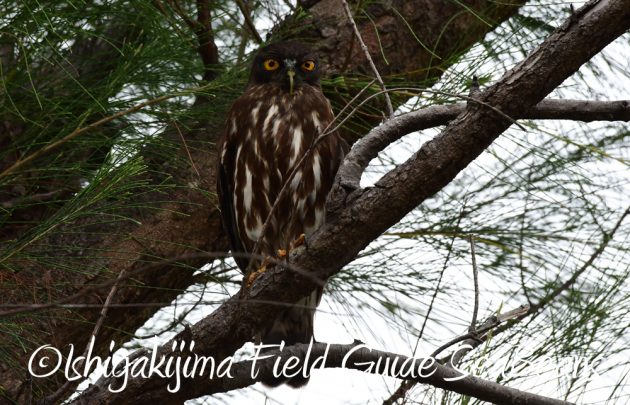7.22-石垣島 野鳥 バードウオッチング 撮影ガイド6
