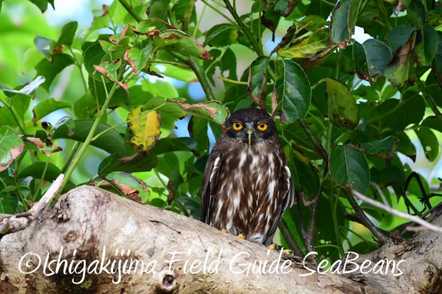 7.19石垣島　バードウオッチング12