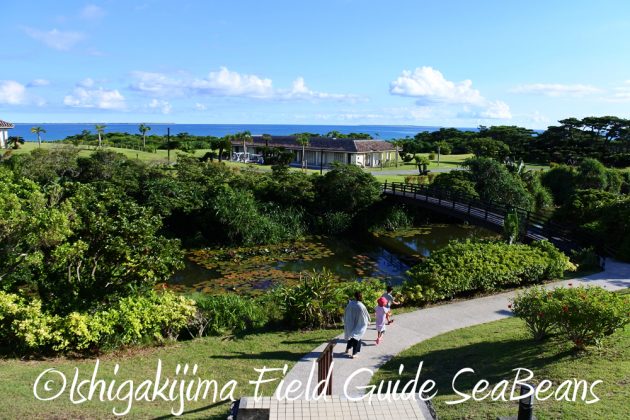 7.23.24小浜島 はいむるぶし 夏休み旅行4