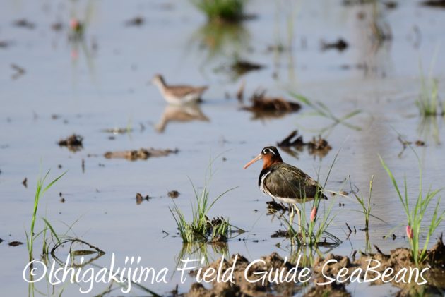 7月30日 石垣島 バードウオッチング&野鳥撮影5