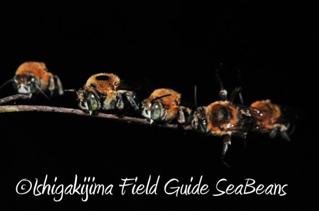 7月30日 石垣島ナイトツアー19