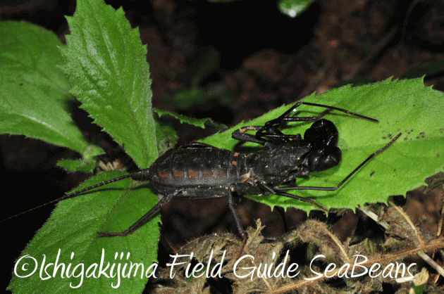 7月25日 石垣島 ナイトツアー 生き物探し16