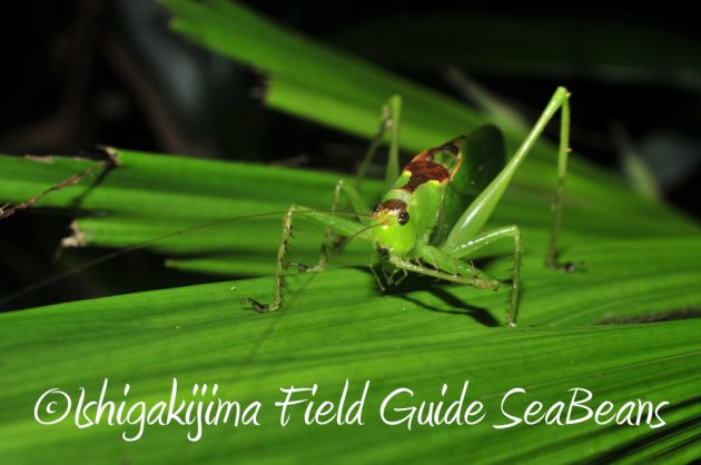 7.20石垣島 ナイトツアー11