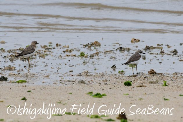 7.18　バードウオッチング　野鳥撮影　ガイド　7
