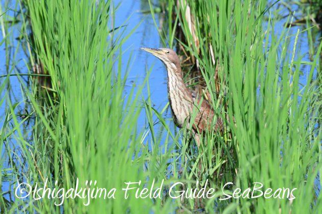 7.19石垣島　バードウオッチング10