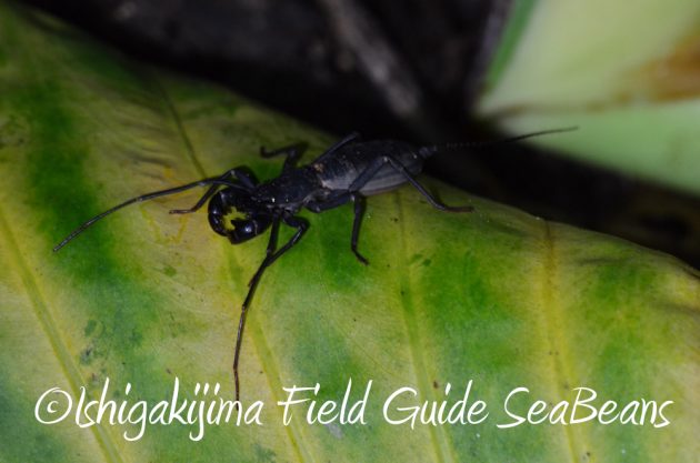 7.19石垣島 ナイトツアー 10