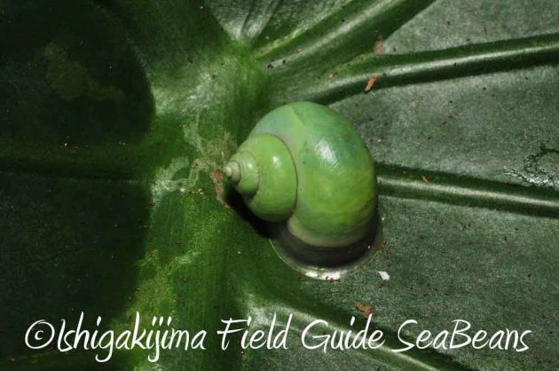 7月27日　石垣島ナイトツアー14